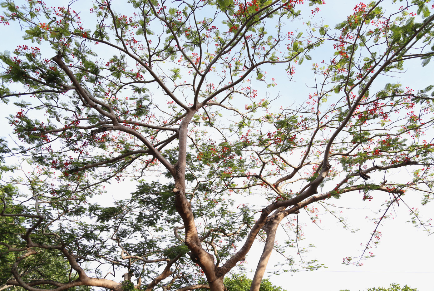 Những hàng phượng vĩ đỏ thắm cả một góc trời cũng tạo nên nét đẹp nên thơ cho đất đảo.