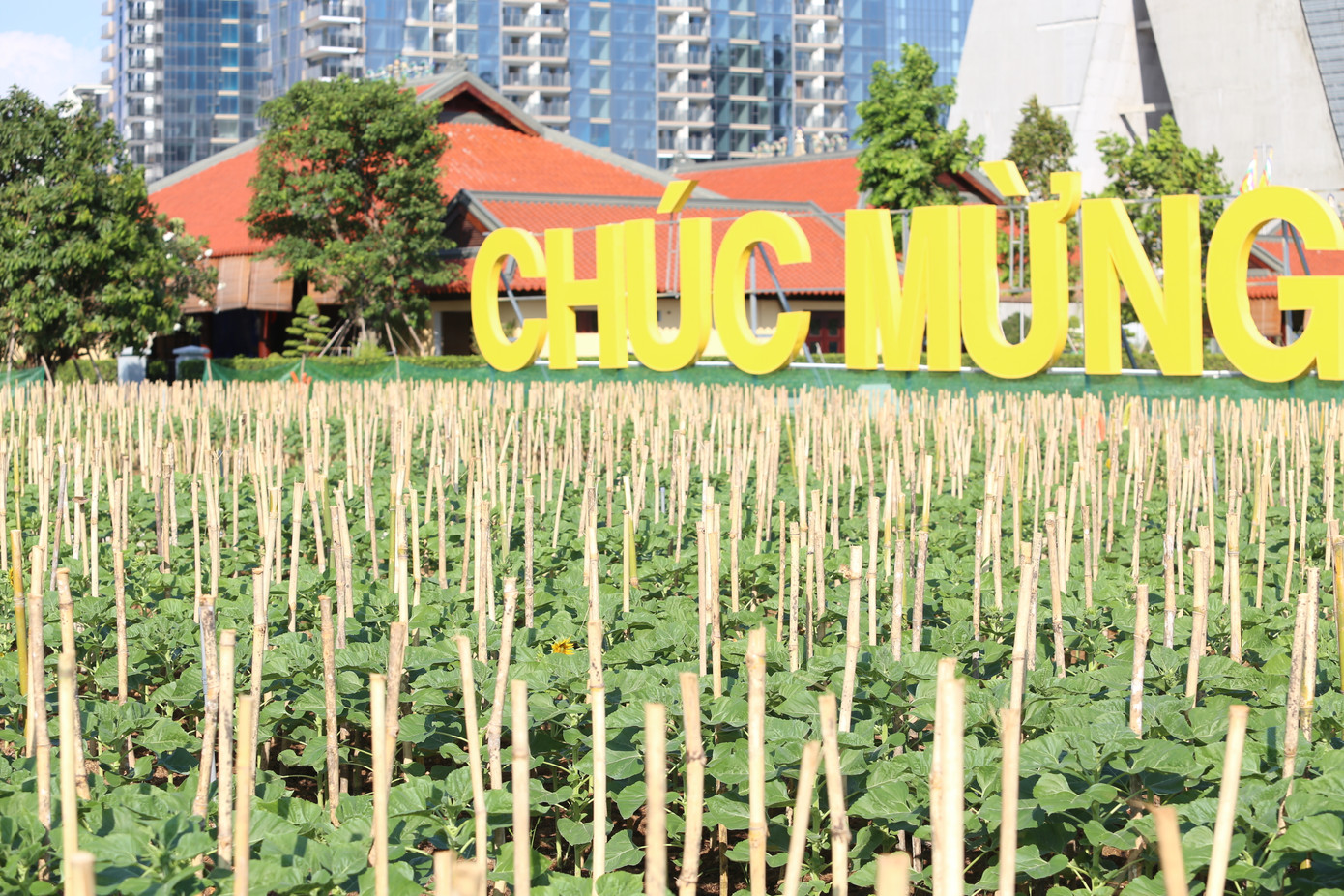 Hoa được trồng phía sau Đình thần An Khánh và ven bờ sông Sài Gòn.