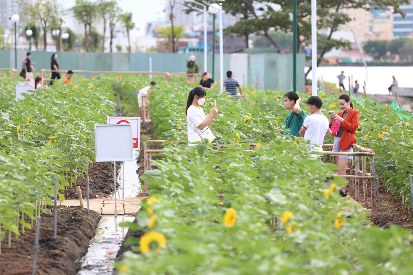Vườn hoa hướng dương 15.000 cây bên bờ sông đang dần nở rộ chào mọi người đến thưởng ngoạn.