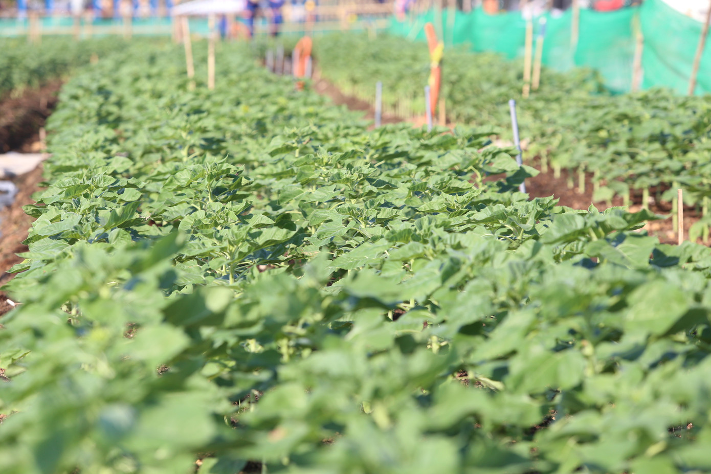 Hàng chục nghìn cây hoa được trồng trên không gian rộng gần 6.000m2.