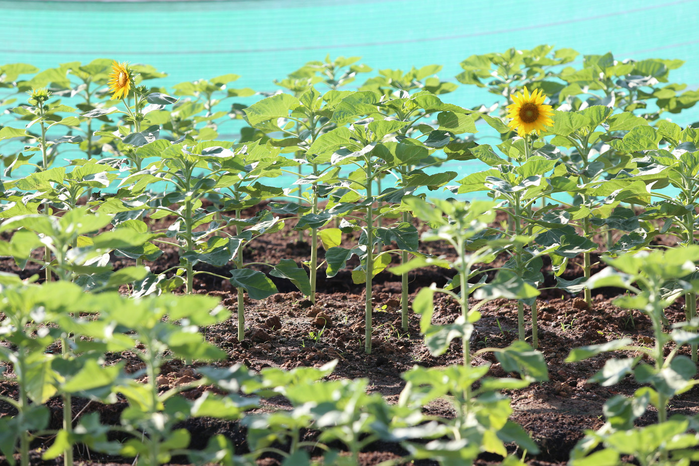 Dự kiến, hoa sẽ nở rộ vào thời điểm ngay sát lễ Giáng sinh.