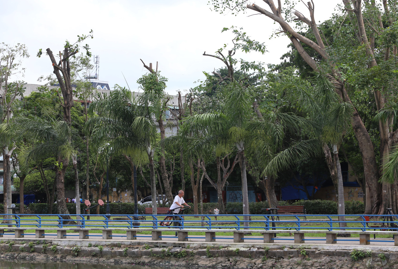 Việc hàng cây bỗng trơ trụi cành lá khiến nhiều người đến tập thể dục, sinh hoạt tại công viên bất ngờ. Việc hàng cây bỗng trơ trụi cành lá khiến nhiều người đến tập thể dục, sinh hoạt tại công viên bất ngờ.