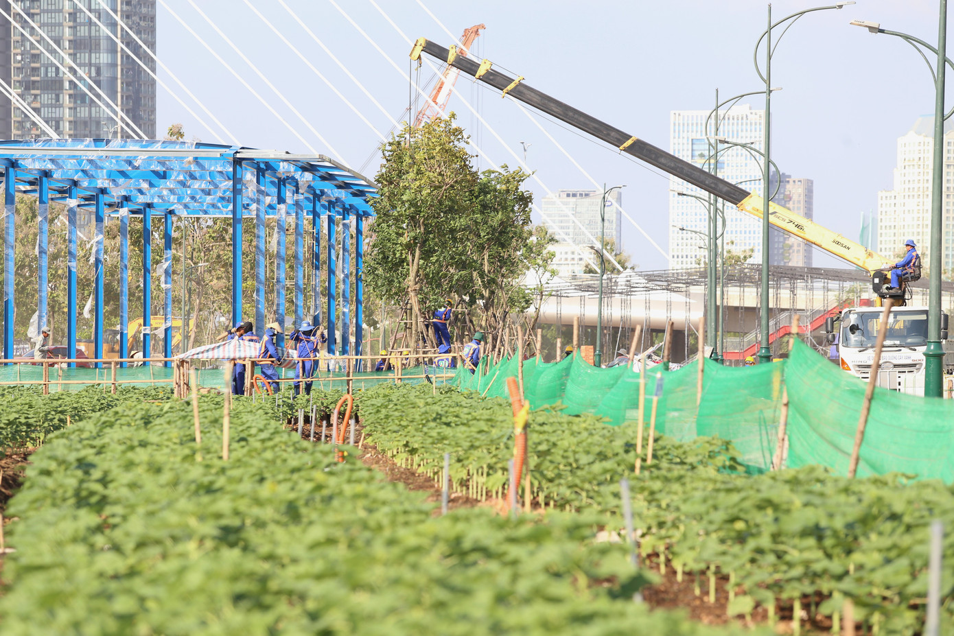 Số cây hoa này trước đó được ươm tạo tại nhà vườn và được tuyển chọn kỹ lưỡng trước khi mang đi trồng.