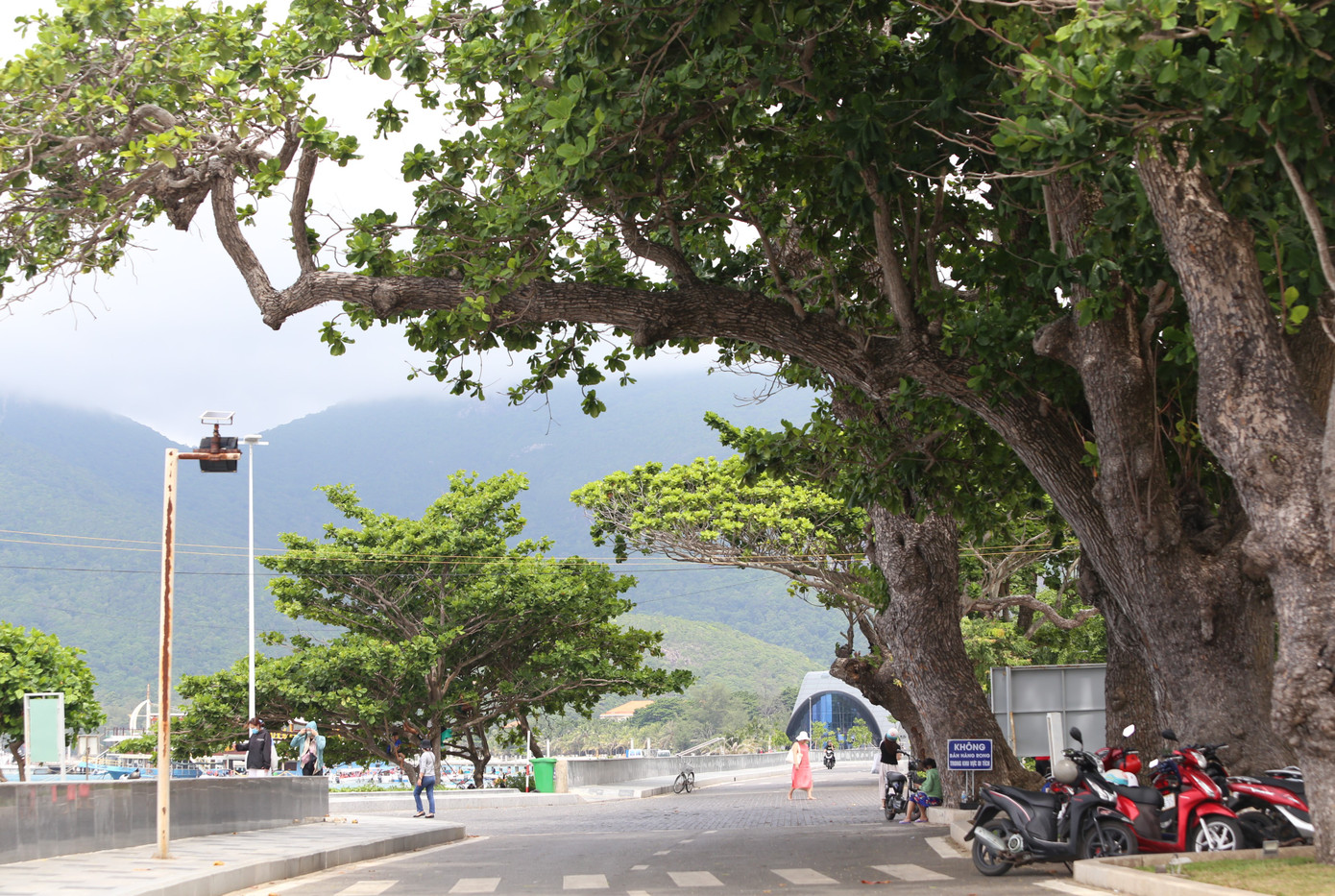 Góp phần tạo nên những mảng xanh ngút ngàn trên đất đảo là những cây bàng, loại cây gắn liền với bao thăng trầm, đổi thay của mảnh đất Côn Đảo anh hùng.