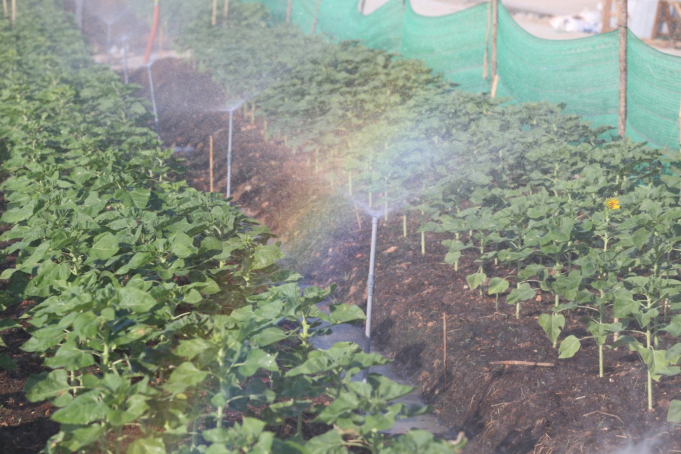 Dù vườn hoa nằm sát bờ sông, các nhân viên vẫn dùng nước sạch được dẫn từ nguồn nước thủy cục đảm bảo chất lượng để tưới tiêu nhằm đảm bảo cho cây hoa sinh trưởng tốt.