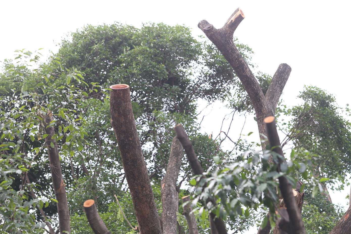 Trong số này còn có nhiều cây me tây bị cắt trơ trụi. Trong số này còn có nhiều cây me tây bị cắt trơ trụi.