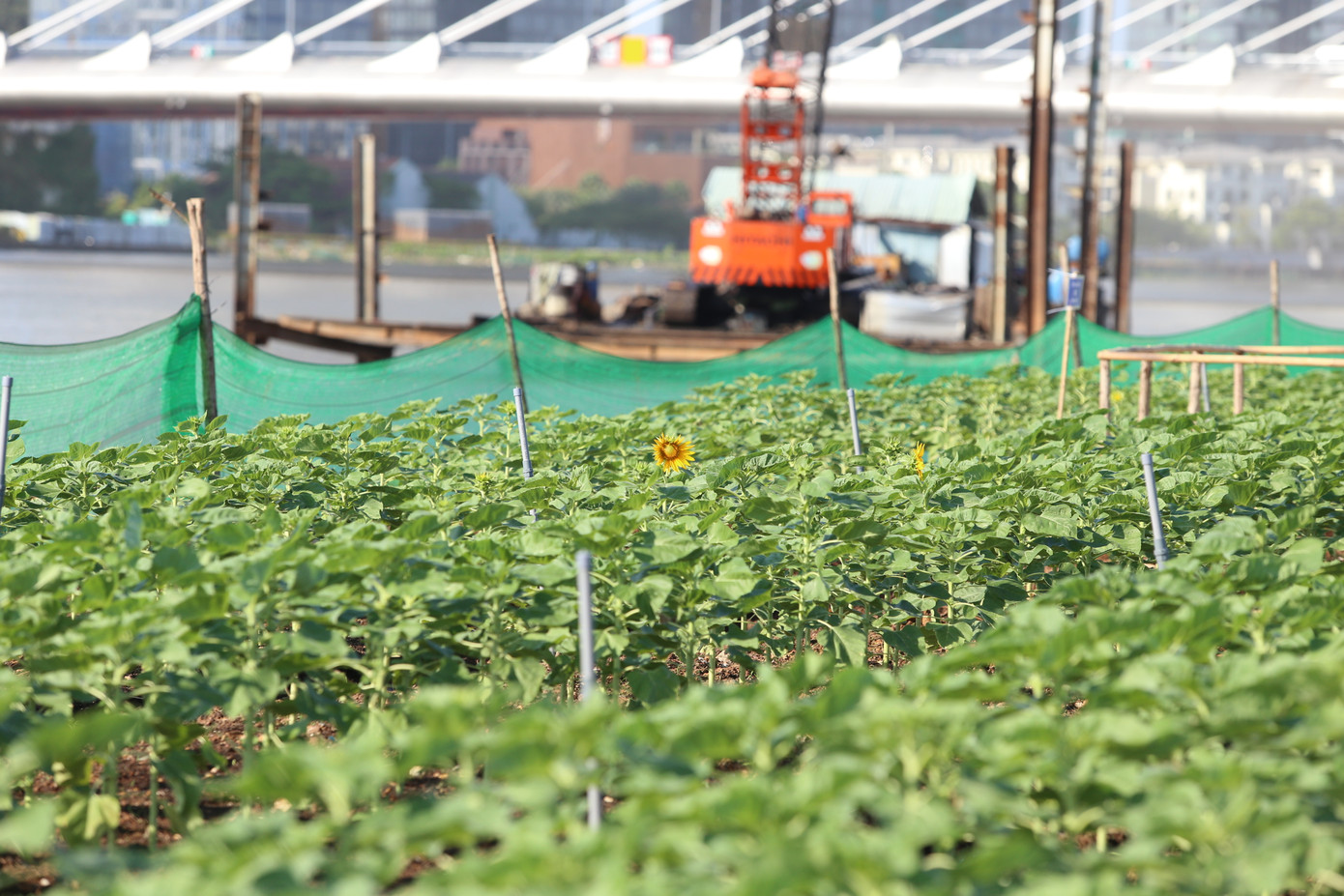 Sau hơn nửa tháng "có mặt" ở vùng đất mới, những đóa hoa đầu tiên đã trổ bông, khoe sắc.