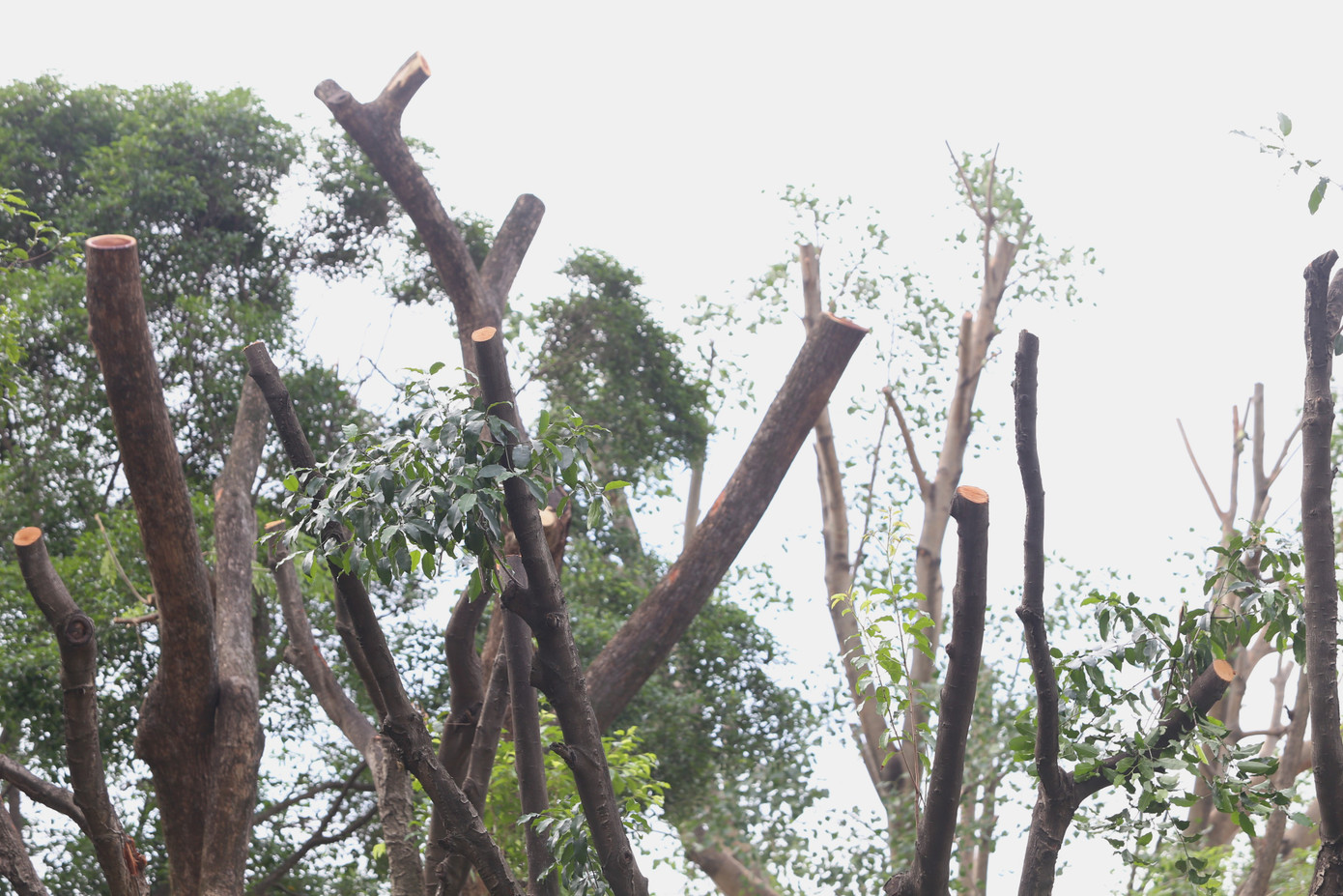 Loạt cây xanh trong công viên Thanh Đa trơ ngọn sau khi được ngành chức năng cắt tỉa. Loạt cây xanh trong công viên Thanh Đa trơ ngọn sau khi được ngành chức năng cắt tỉa.