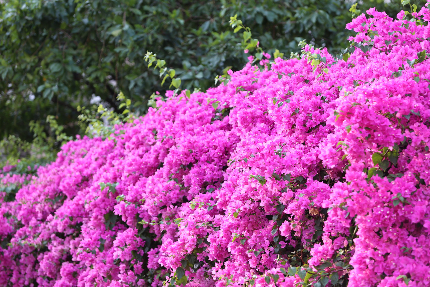 Người bảo vệ ngôi nhà có mảng hoa giấy đẹp và cuốn hút nhất này cho biết hoa được gia chủ trồng hơn 10 năm trước. Những mảng hoa trên con đường này nở quanh năm, đặc biệt là thường khoe sắc khi thời tiết nắng nóng. Người bảo vệ ngôi nhà có mảng hoa giấy đẹp và cuốn hút nhất này cho biết hoa được gia chủ trồng hơn 10 năm trước. Những mảng hoa trên con đường này nở quanh năm, đặc biệt là thường khoe sắc khi thời tiết nắng nóng.