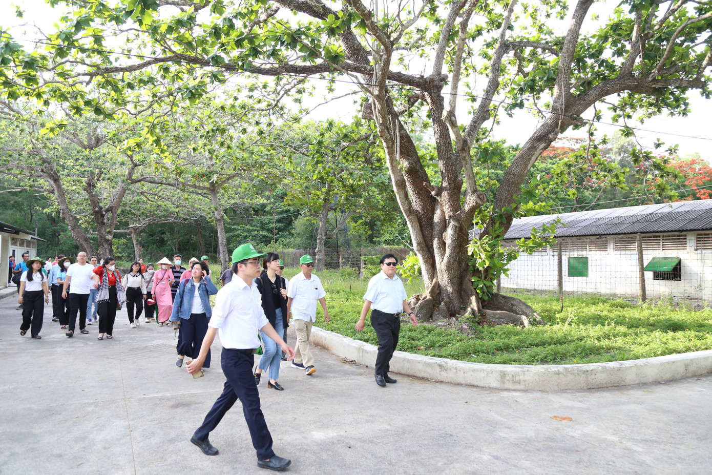 Đi đến khắp các di tích, không gian văn hoá, thể thao, điểm nghỉ chân nào trên đất đảo đều có sự hiện diện của loài cây đặc biệt này.
