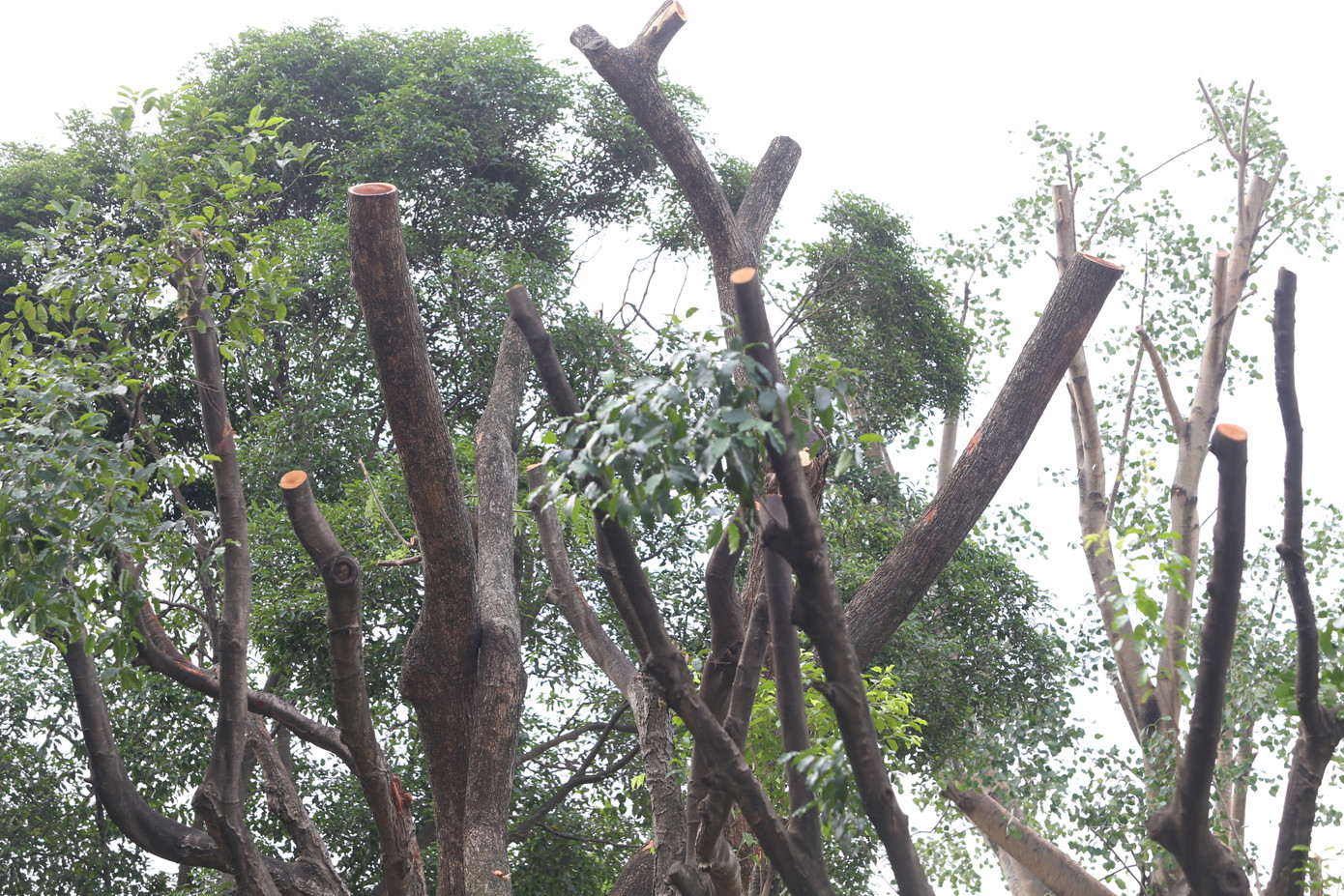 Thời gian qua, ngành chức năng TPHCM tiến hành cắt tỉa một số cây xanh có nguy cơ ngã đổ để đảm bảo an toàn cho người dân.