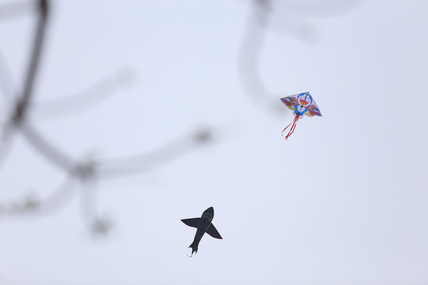 Chú diều có hình dạng nhân vật Doraemon và cá mập chao lượn trên trời cao.