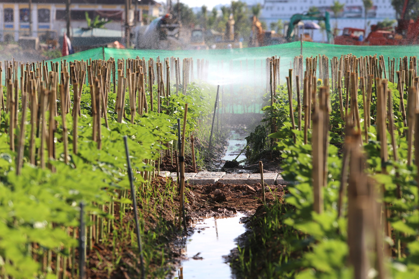 Hệ thống phun tưới tự động đảm bảo tưới đều cho cả vườn hoa.