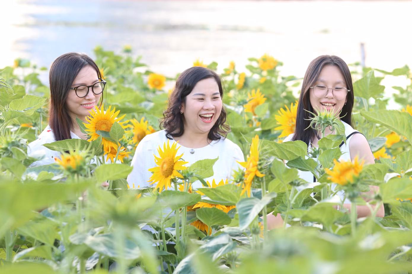 Cánh đồng hoa hướng dương có khoảng 15.000 cây hoa được đưa về ươm trồng tại khu vực cạnh Đình thần An Khánh và sát bờ sông Sài Gòn, trở thành một trong những điểm check in lý tưởng của giới trẻ trong dịp đón năm mới 2024.