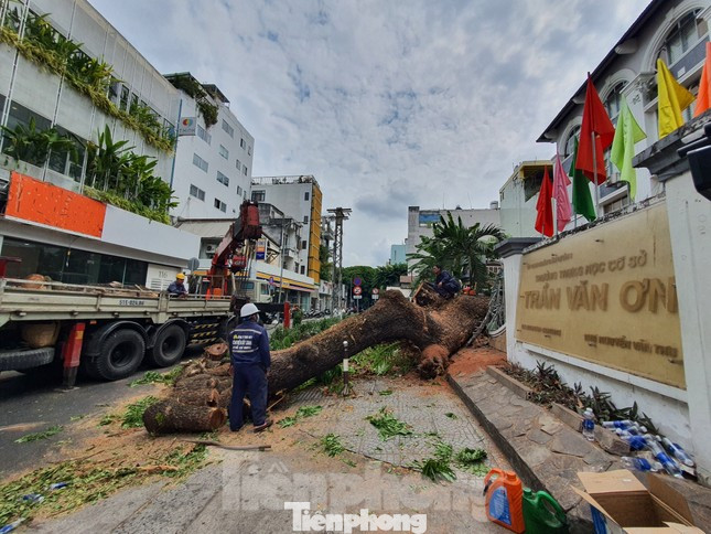 Vụ cây xanh bật gốc trước Trường THCS Trần Văn Ơn, quận 1 hồi đầu tháng 4/2023 làm nhiều phụ huynh, học sinh bị thương nặng.