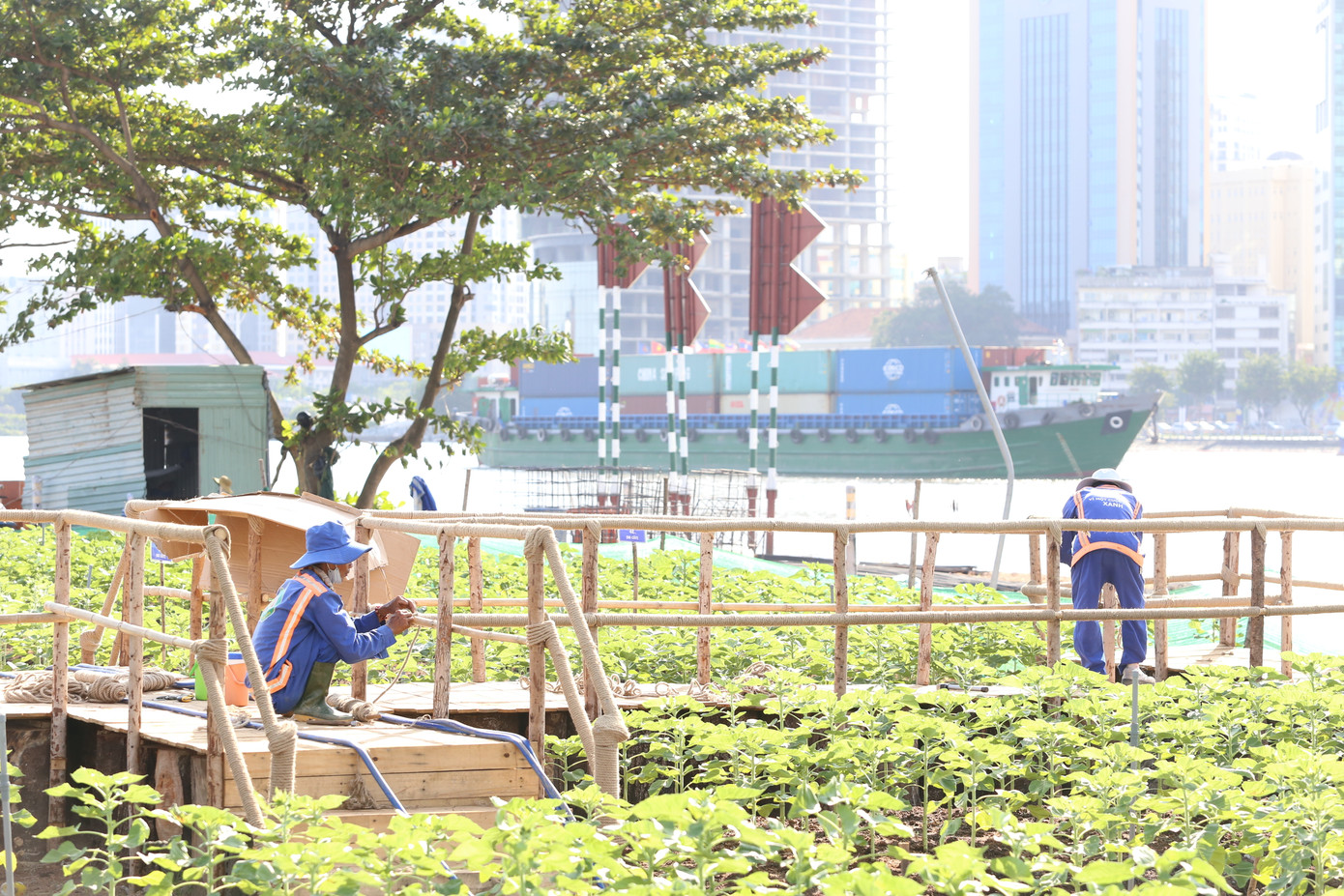 Phụ trách công việc chăm sóc và làm tiểu cảnh tại vườn hoa này, ông Huỳnh Văn Miên cho biết hằng ngày các nhân viên đều chăm bón hoa kỹ lưỡng. Trong giai đoạn cây còn nhỏ, cây cần được tưới nước từ 3-4 lần.