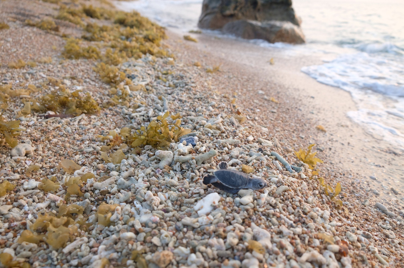 Rùa con được thả về biển khi đã cứng cáp. (Ảnh: Thành Tâm)