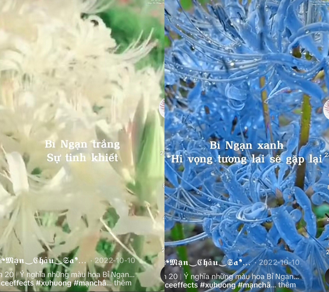 “Ý nghĩa những màu hoa bỉ ngạn”.