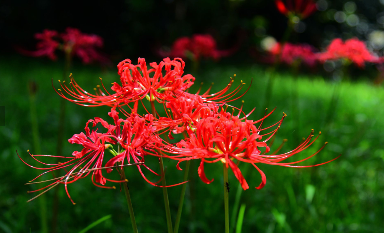 Hoa bỉ ngạn làm nhiều bạn trẻ thích thú.