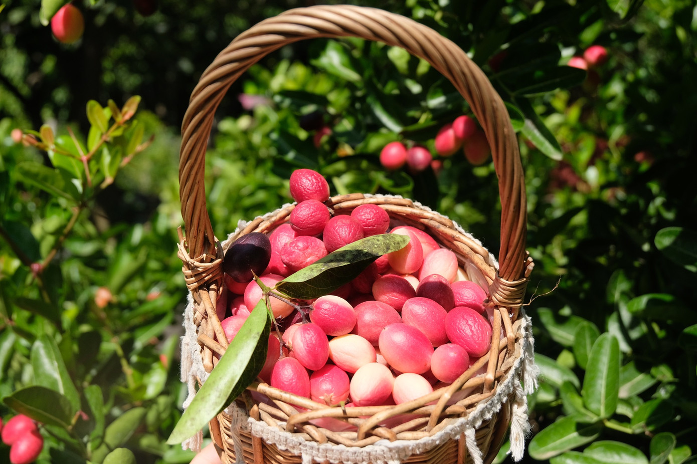 Rổ si rô đỏ hồng đẹp mắt khi thu hoạch. (Ảnh: Như Quyên)