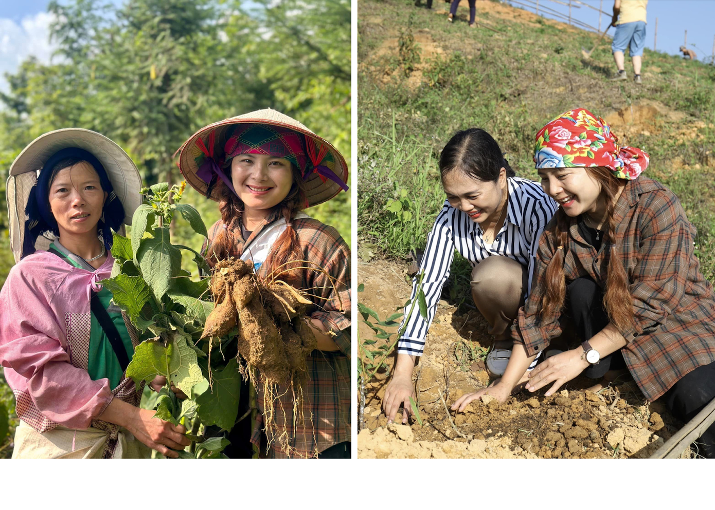 Chảo Yến hướng dẫn bà con cách sản xuất, khai thác nông sản khoa học hơn. Chảo Yến hướng dẫn bà con cách sản xuất, khai thác nông sản khoa học hơn.