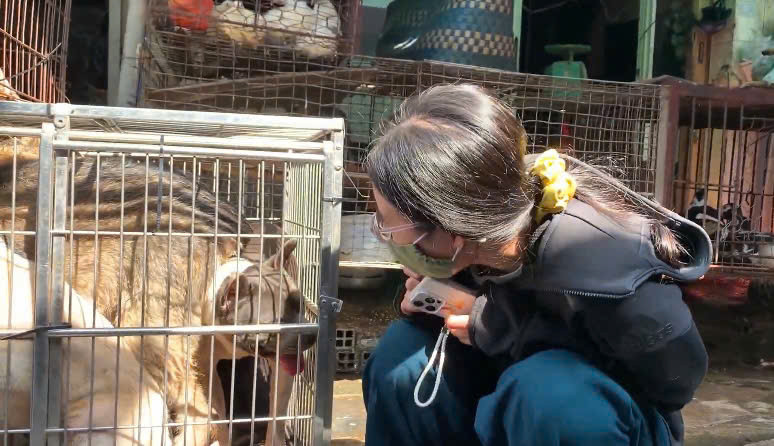 Chị Vũ Thị Quỳnh trong một lần đến hiện trường để giải cứu các &apos;bé&apos; chó, mèo.