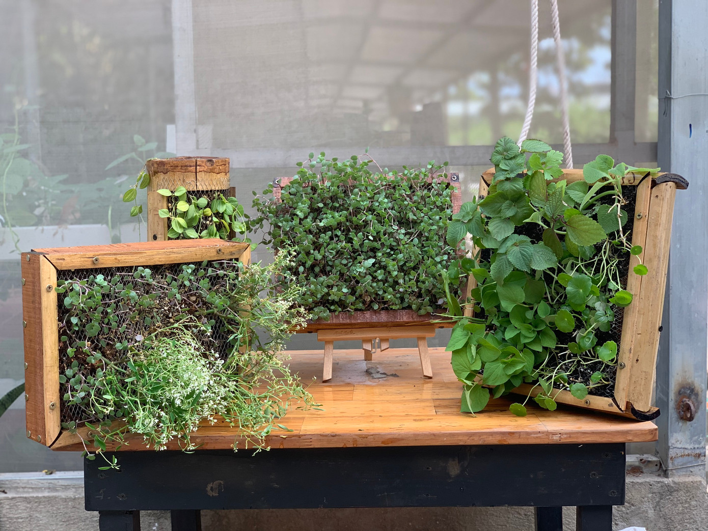 Dự án “Tranh sinh học – Biopicture” mang lại giải pháp nâng tầm chất lượng đời sống chung của người dân.