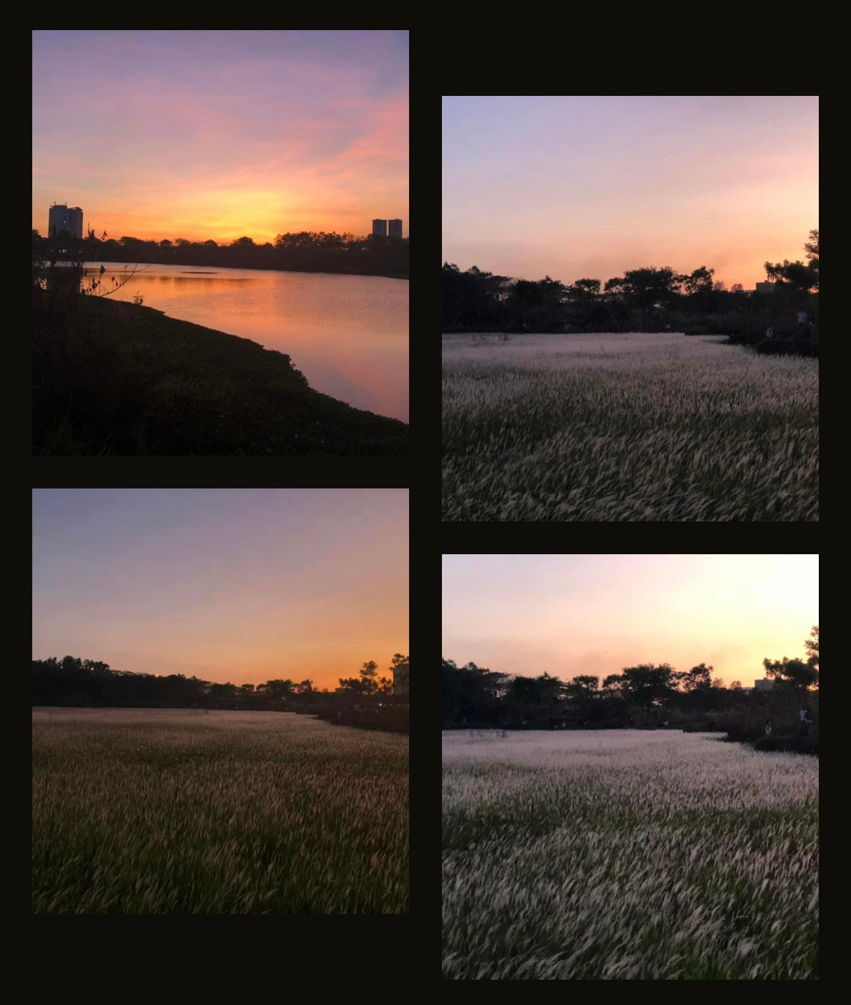 Đồng cỏ lúc hoàng hôn. Đồng cỏ lúc hoàng hôn.