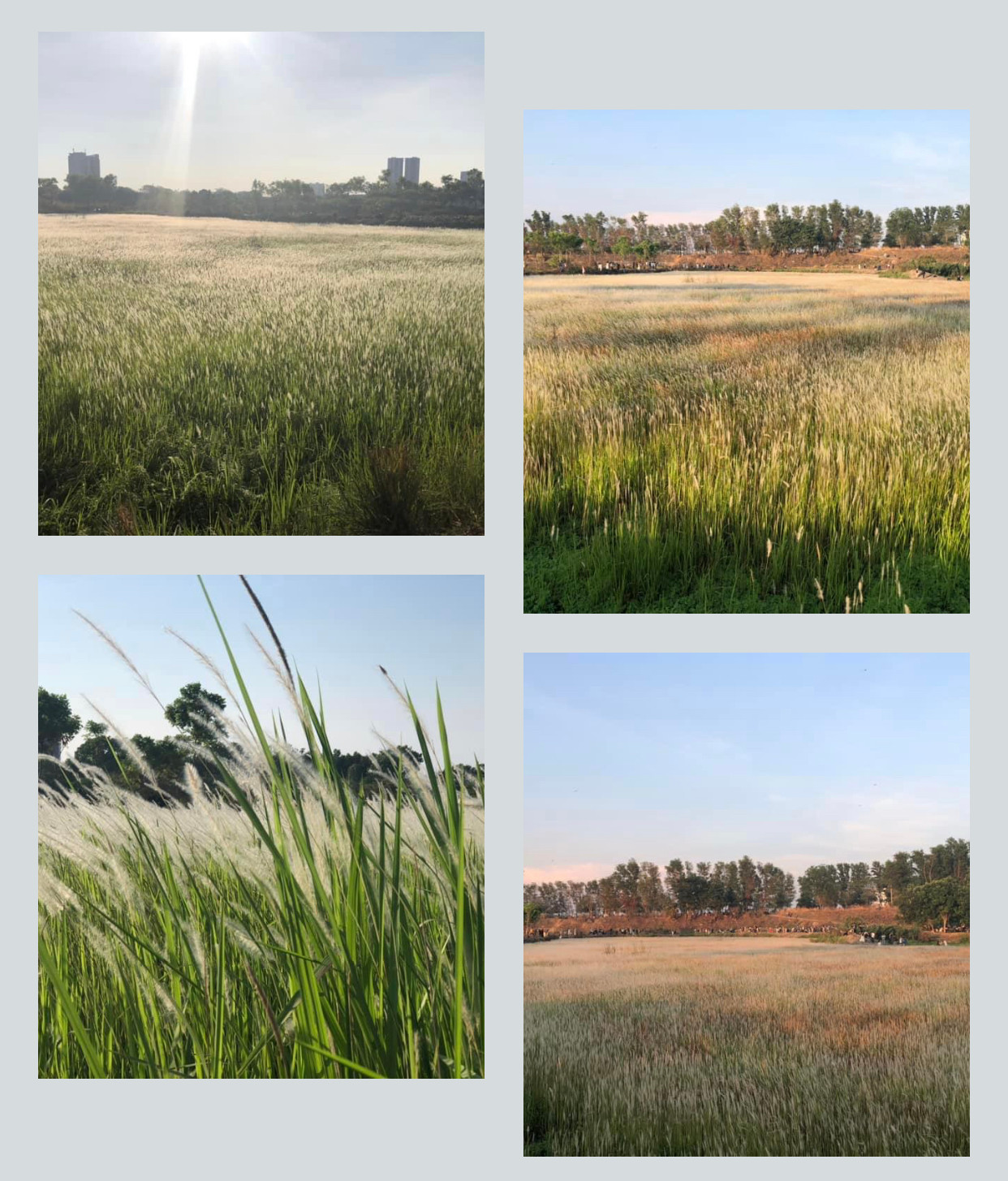 Trời trở gió, những bông lau trắng muốt nhẹ nhàng đung đưa tựa như tấm lụa phất phơ theo làn gió. Trời trở gió, những bông lau trắng muốt nhẹ nhàng đung đưa tựa như tấm lụa phất phơ theo làn gió.