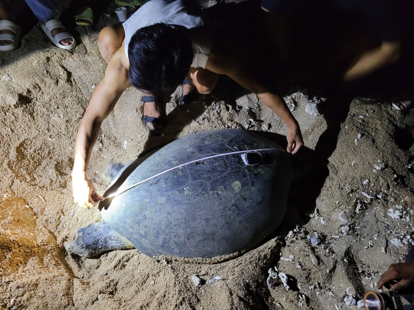 Tình nguyện viên địa phương đang đo kích cỡ rùa mẹ. (Ảnh: Thành Tâm)