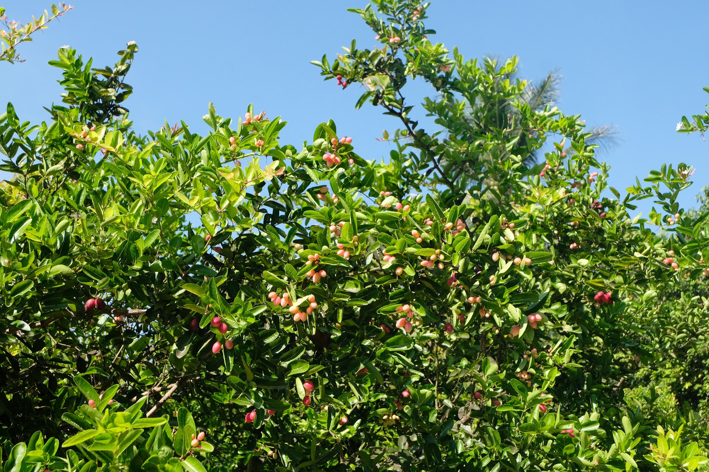 Vườn si rô được trồng hữu cơ nên khoẻ mạnh, ra trái tươi tốt. (Ảnh: Như Quyên)