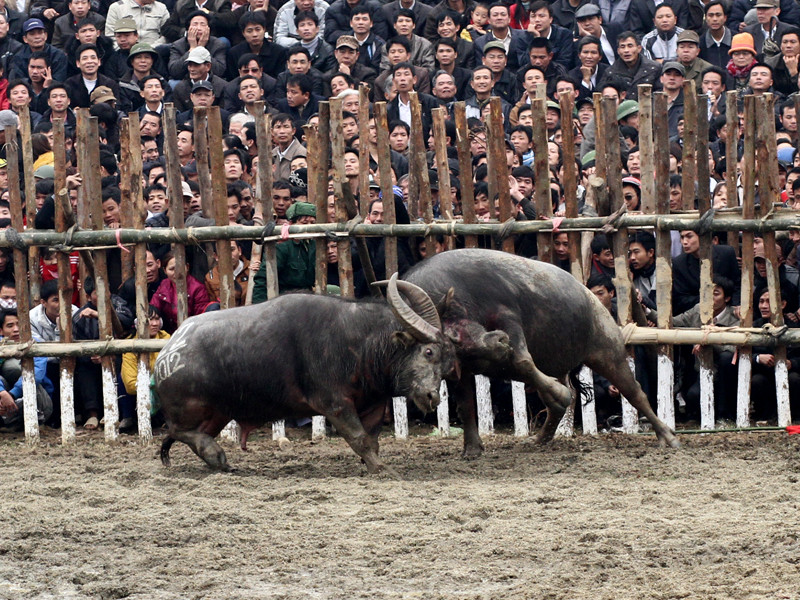 Bị nhấc bổng lên không