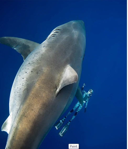 Phát hiện cá mập khổng lồ ngoài khơi Hawaii bơi cùng thợ lặn ảnh 1