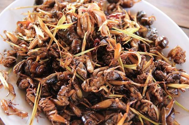  Trong thời gian gần đây, các món ăn từ côn trùng ngày càng trở nên phổ biến trong các quán nhậu ở Việt Nam. Trong đó, các món làm từ dế rất được ưa chuộng