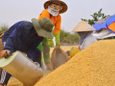 bao giờ lúa gạo Việt Nam có tương hiệu mạnh. Ảnh: lê Phương Châm