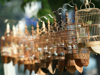 Các chú chim vành khuyên đi thi hót. Các chú chim vành khuyên đi thi hót