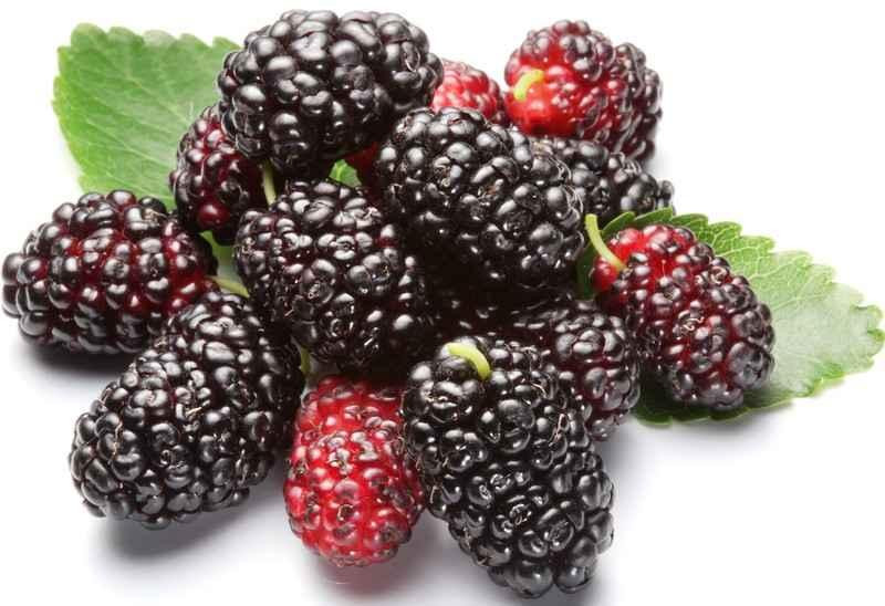 Dâu tằm là một thức quả mọng nước và bổ sung nhiều vitamin C cho cơ thể, do đó việc ăn liên tục loại quả này dẫn tới tình trạng rối loạn tiêu hóa, nghiêm trọng hơn có thể làm viêm loét và đau dạ dày. Ảnh minh họa: Internet