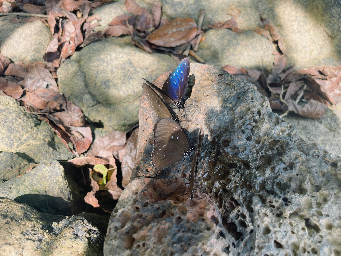 Khoảnh khắc đẹp của sắc bướm rừng.