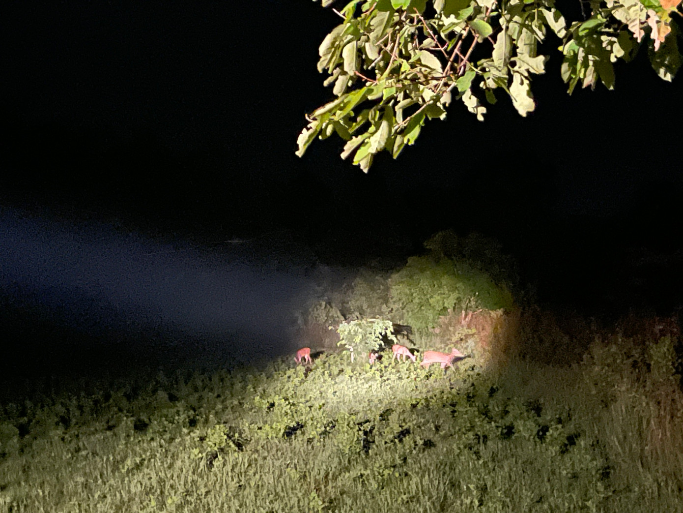 Thời điểm để xem được nhiều loài động vật là lúc chuyển giao giữa mùa mưa - mùa khô.