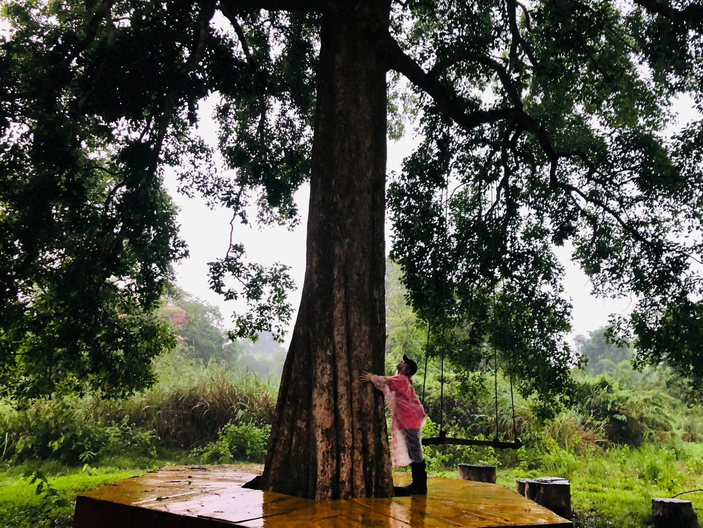 Cây Kơ-nia cổ thụ sum suê trước Trạm Kiểm lâm Núi Tượng.