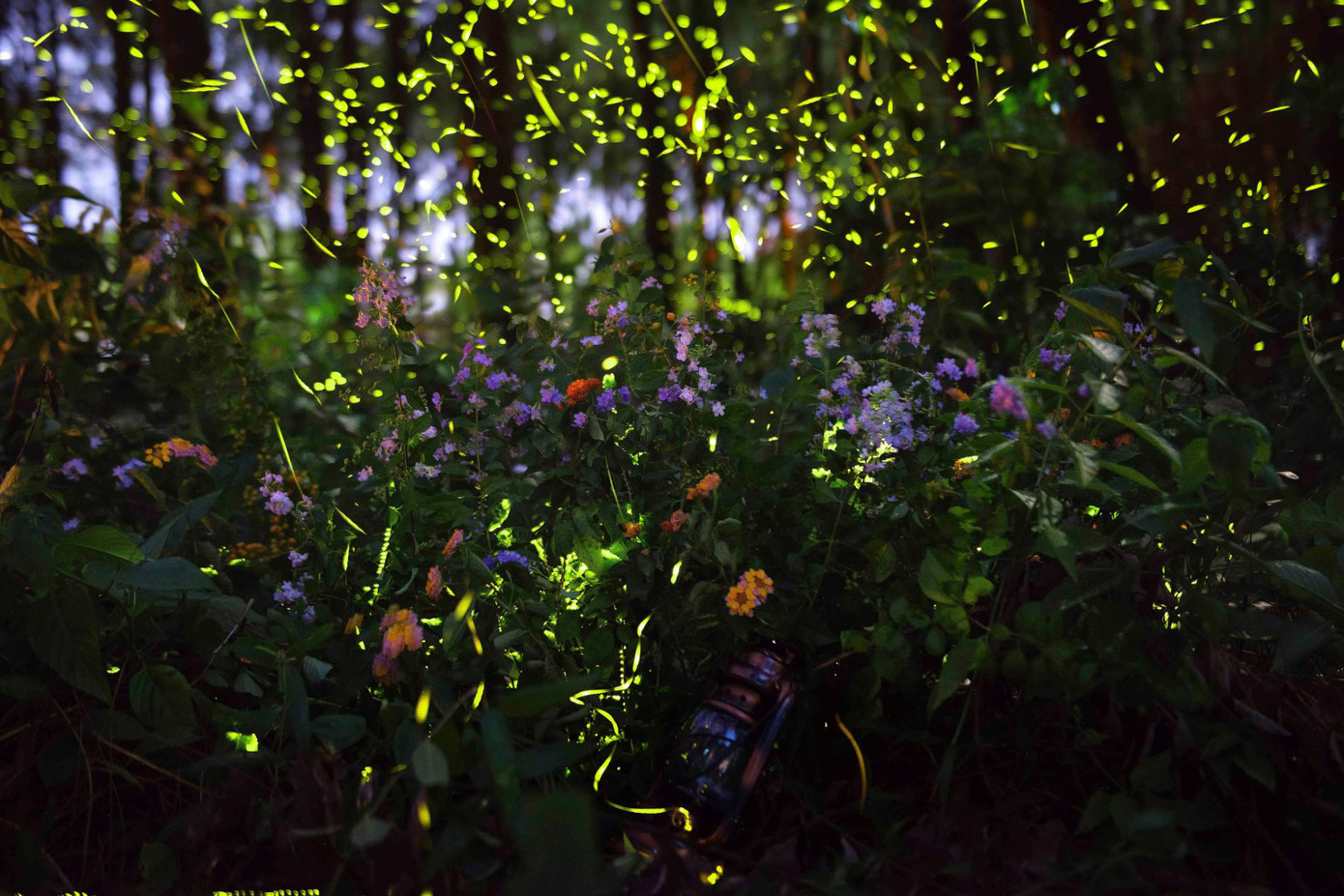 Mùa đom đóm ở Hải Phòng đẹp như bức tranh trong truyện cổ tích. Ảnh: Trần Đạt. Mùa đom đóm ở Hải Phòng đẹp như bức tranh trong truyện cổ tích. Ảnh: Trần Đạt.