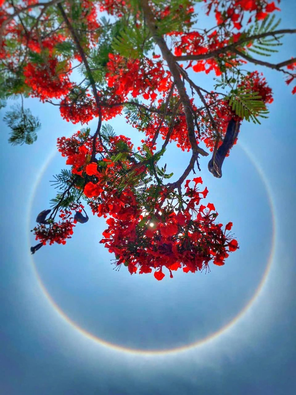 Quầng mặt trời được chụp dưới tán hoa phượng. Ảnh: Phạm Hương.