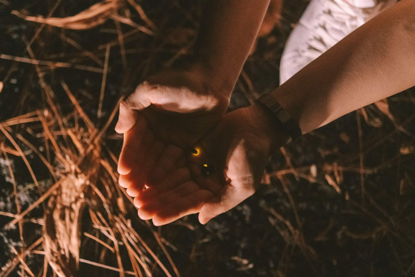 Những chú đom đóm phát ra ánh sáng diệu kỳ. Ảnh: Trần Đạt. Những chú đom đóm phát ra ánh sáng diệu kỳ. Ảnh: Trần Đạt.