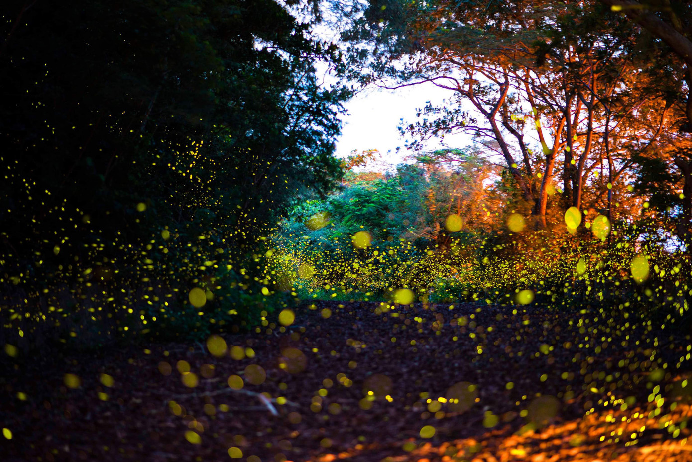 Ánh sáng lung linh của đom đóm tại khu Casino Đồ Sơn. Ảnh: Trần Đạt. Ánh sáng lung linh của đom đóm tại khu Casino Đồ Sơn. Ảnh: Trần Đạt.