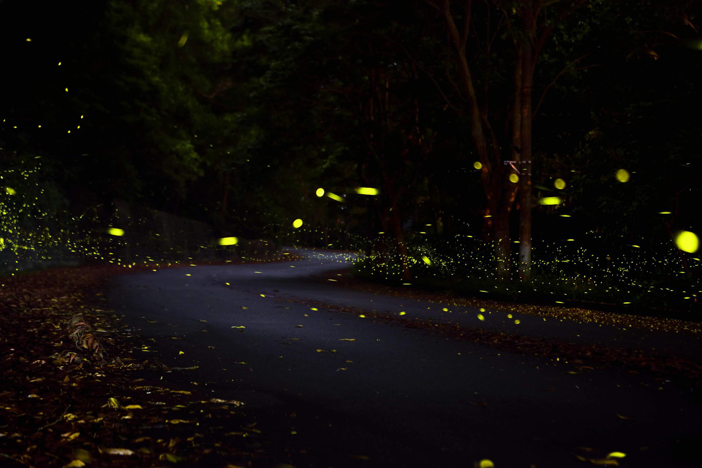 Cung đường ngập tràn ánh sáng huyền ảo của đom đóm. Ảnh: Trần Đạt. Cung đường ngập tràn ánh sáng huyền ảo của đom đóm. Ảnh: Trần Đạt.