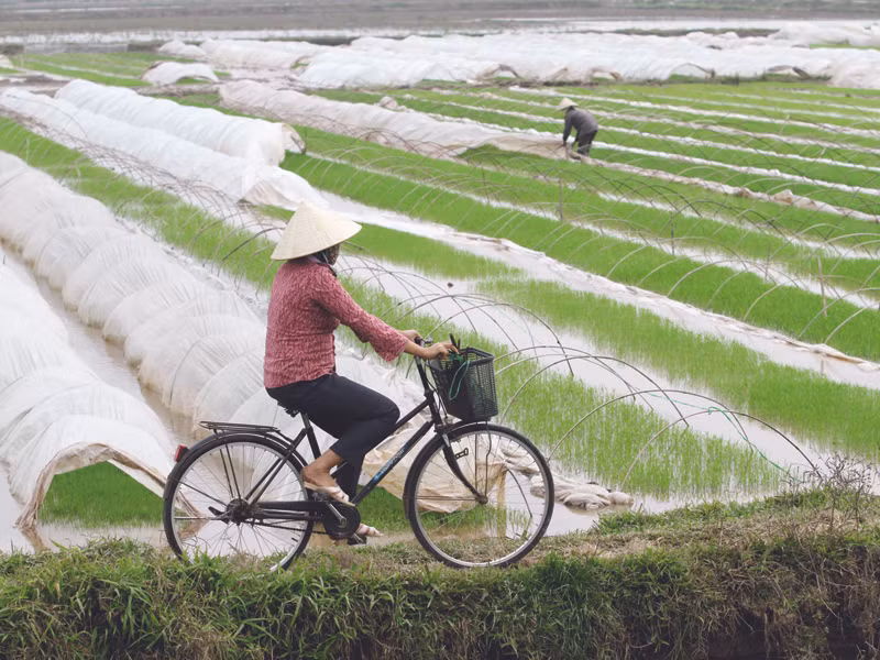 Thực tế sử dụng đất nông nghiệp đang đòi hỏi phải sửa Luật Đất đai. Ảnh: Xuân Phú. Thực tế sử dụng đất nông nghiệp đang đòi hỏi phải sửa Luật Đất đai. Ảnh: Xuân Phú