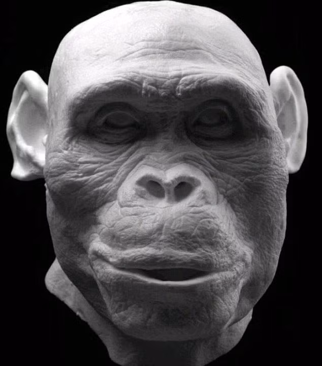 Hộp sọ của Australopithecus – sống cách đây 2 triệu năm được sử dụng để tái tạo lại khuôn mặt