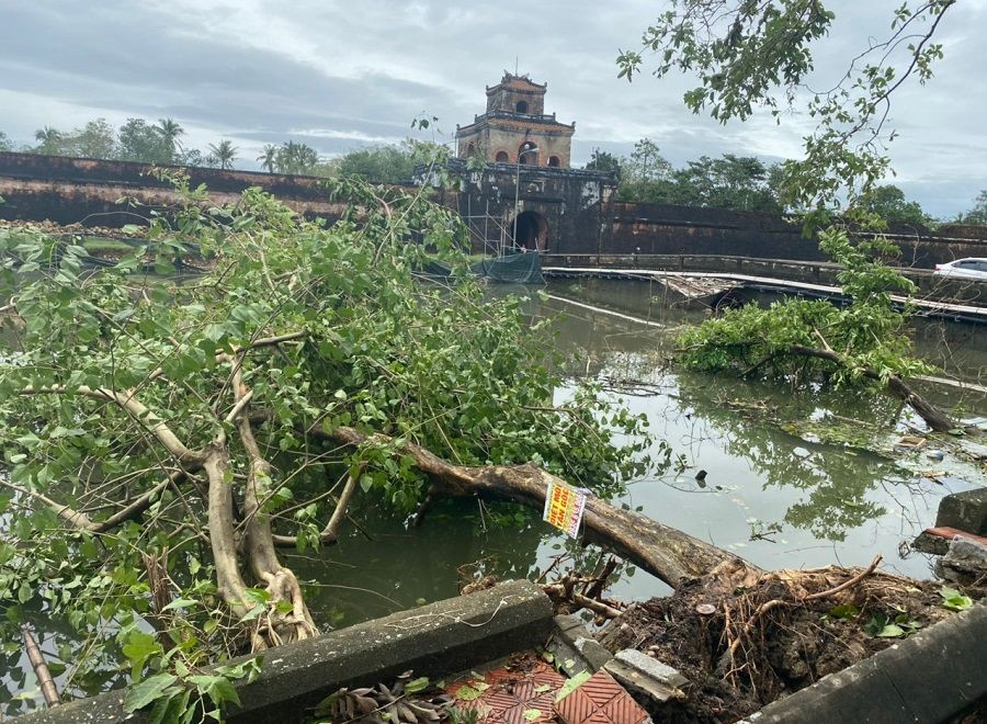 Thừa Thiên - Huế: Trạm xe buýt bị hư hại, cây xà cừ trăm tuổi bật gốc vì bão số 13 ảnh 7