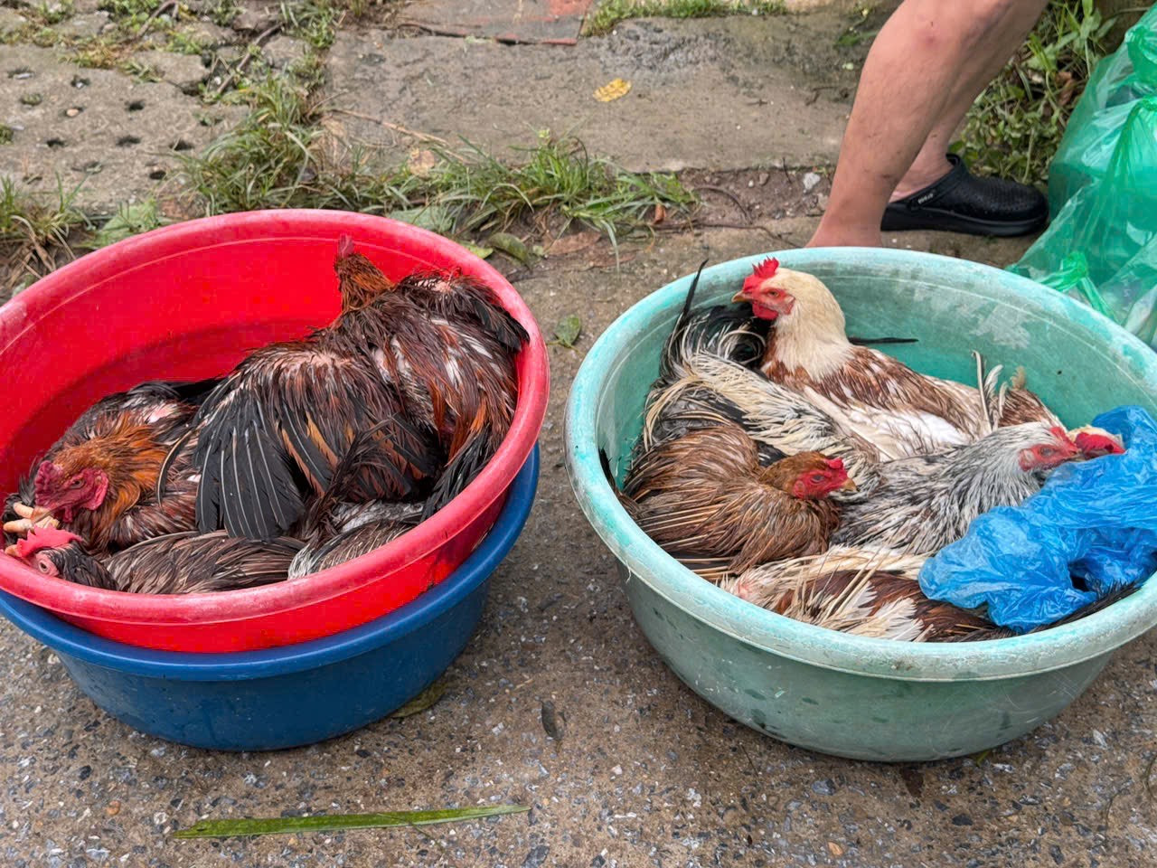 Nhiều gia đình phải di chuyển gia súc, gia cầm trong đêm