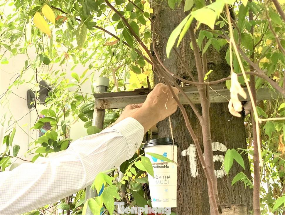 Bình Dương thả muỗi có lợi để phòng chống sốt xuất huyết